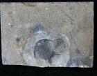 Two Small Ceraurus - Walcott-Rust Quarry, NY #15914-1